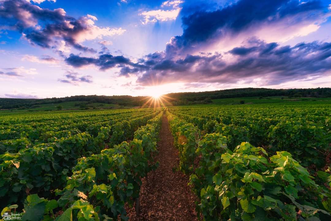 Vignes de Bourgogne