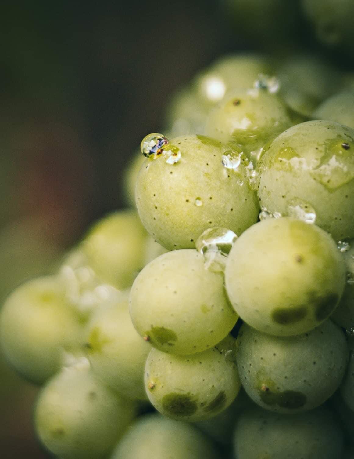 Côte de beaune