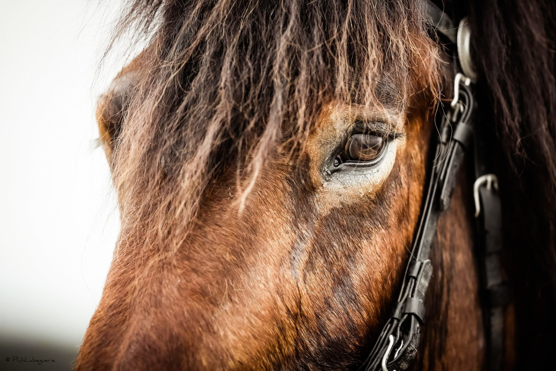 escapade à cheval